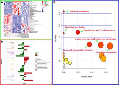 Total flavonoids extracted from Penthorum chinense Pursh mitigates CCl4-induced hepatic fibrosis in rats via inactivation of TLR4-MyD88-mediated NF-κB pathways and regulation of liver metabolism